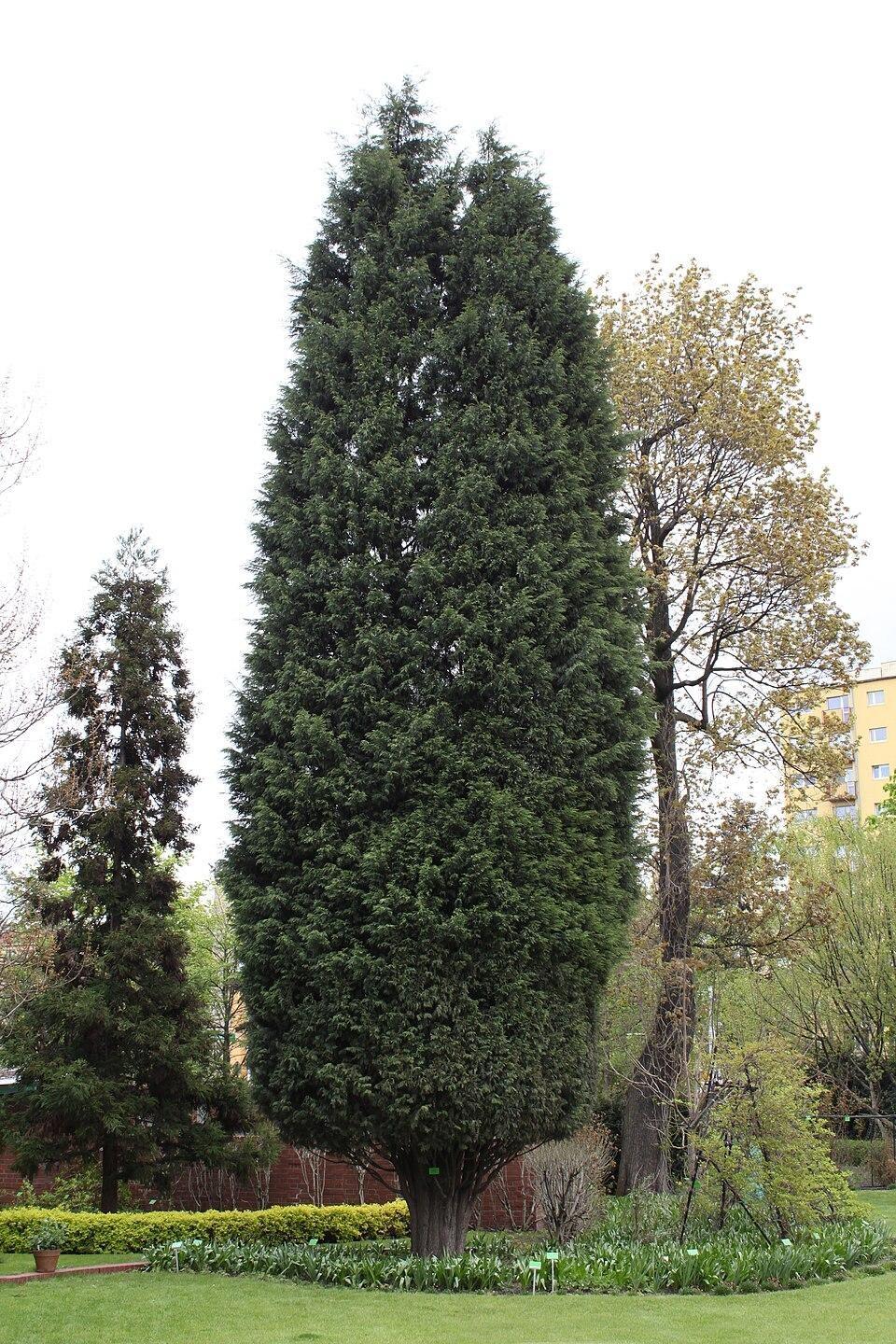 A tall, narrow Leyland cypress in a park